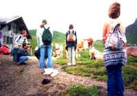 5 kb - Walk and Cows and flying bell .. I heard some - Link to the big one ( 47 Kb)